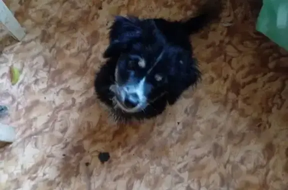 Найдена собака, Карталы, фото: Собака найдена, ул. Луначарского, 13А