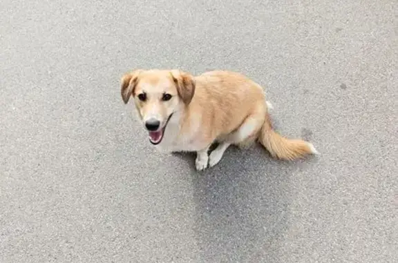 Собака найдена: Интернациональная ул., Калининград