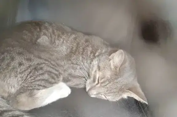 Найдена кошка, Омск, фото: Кошка найдена: бульвар Архитекторов, Омск