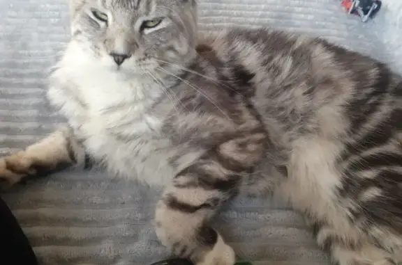 Кошки потеряшки, Тулун, фото: Потеряшка кошка, Советский пер., 2, Тулун