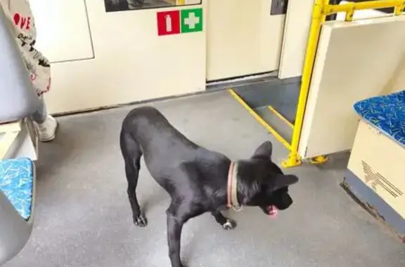 Найдена собака, Челябинск, фото: Собака найдена: Российская 34, Челябинск