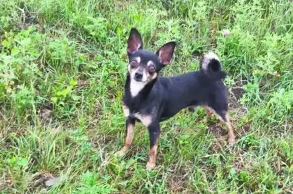 Пропала собака на Артёмовской 12, Уссурийск