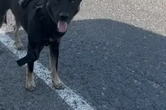 Найдена собака, Кемеровская область, фото: Собака найдена на трассе Кемерово-Промышленная