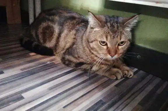 Потерянные животные Якутск, фото: Пропала кошка, ул. Кирова 25/1, Якутск