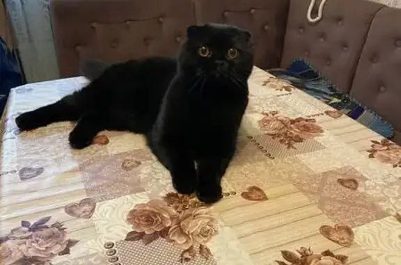 Кошки потеряшки, Ликино-Дулёво, фото: Потеряшка кошка, ул. Калинина, 3А