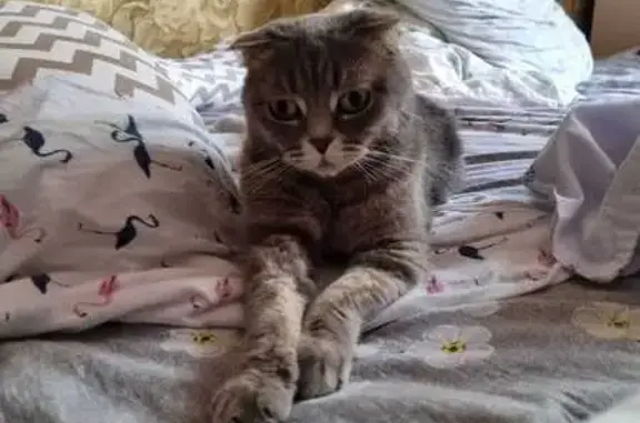 Кошки потеряшки, Ессентуки, фото: Потеряшка кошка, ул. Луначарского, 51