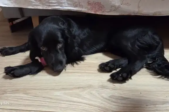 Найдена собака, Краснодар, фото: Собака найдена: Ставропольская 159, Краснодар