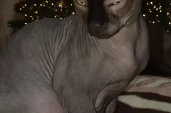 Пропала кошка, ул. 50 лет Октября, 27