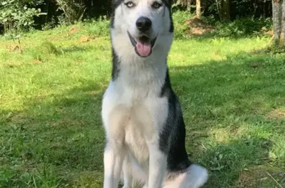Найдена собака, Московская область, фото: Найдена хаски, Московская область.
