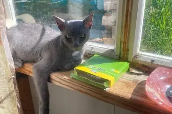 Пропала серая кошка, ул. Сенькина 5