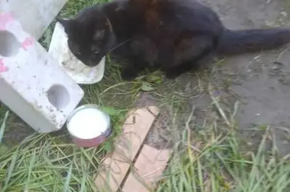 Кошка найдена: Пролетарская ул. 18, Торжок