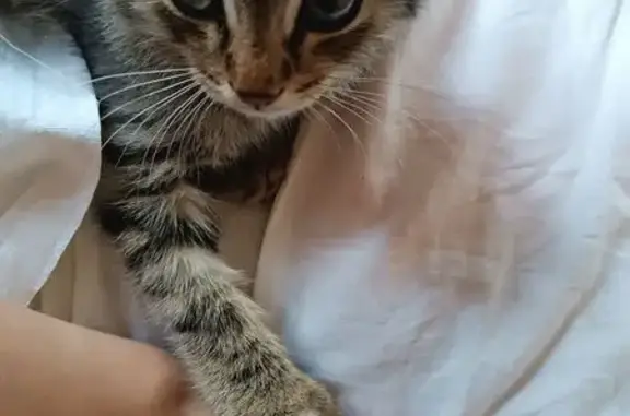 Кошки потеряшки, Бебелево, фото: Потеряшка кошка, Спортивная ул., 6, Бебелево