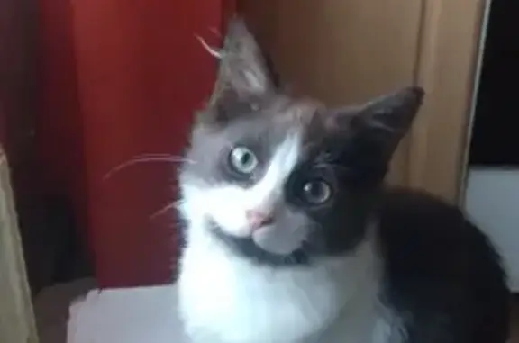 Кошки потеряшки, Петрозаводск, фото: Потеряшка кошка, Ленинградская ул., Птз.