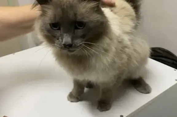 Найдена кошка, Томск, фото: Кот найден, Рабочая 21, Томск