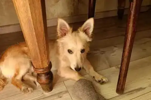 Собаки потеряшки, Санкт-Петербург, фото: Потеряшка собака, ул. Тамбасова, 31 к2