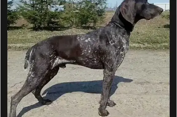 Собаки потеряшки, Полтавская, фото: Потеряшка собака в Полтавской, 03К-015