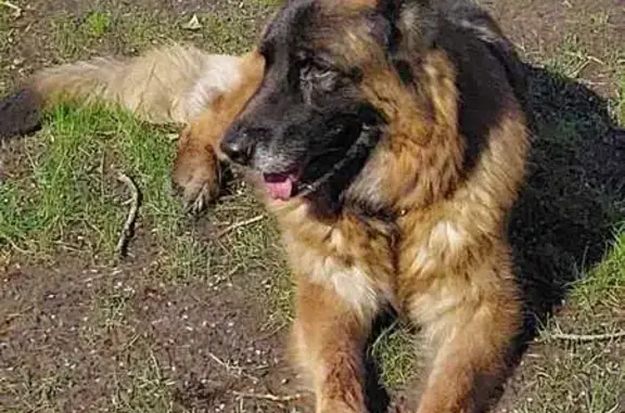 Собаки потеряшки, Тюмень, фото: Потеряшка собака, ул. Пржевальского, Тюмень