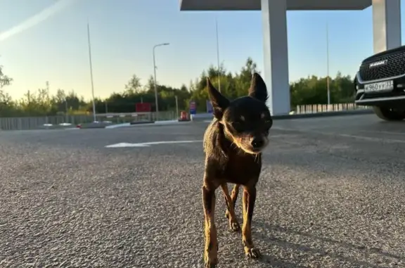 Найдена собака, Лакинск, фото: Найдена собака, ул. Мира, Лакинск