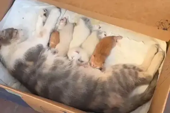 Найдена кошка, Махачкала, фото: Кошка родила на пр. Акушинского, Махачкала