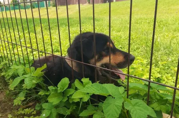 Найдена собака, Калужская область, фото: Собака найдена в Юбилейном, Калужская обл.