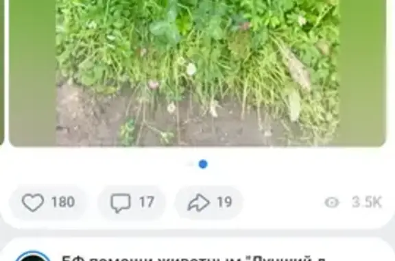 Найдена собака, Качканар, фото: Собака найдена у садов, 105, Качканар