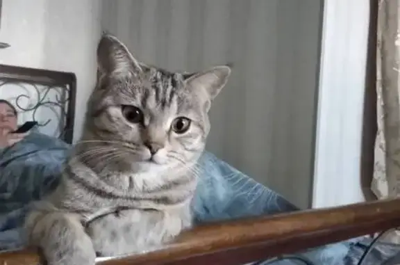 Кошки потеряшки, Ставрополь, фото: Потеряшка кошка, пр. Кулакова, 18А