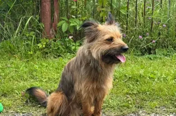 Найдена собака, Московская область, фото: Собака найдена в дер. Блознево, МО