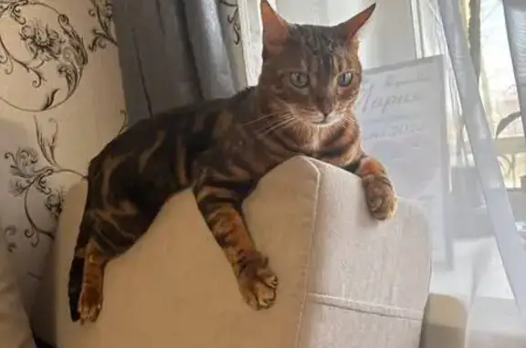 Кошки потеряшки, Иваново, фото: Потеряшка кошка, Минская ул., Иваново