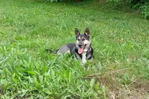 Найдена собака, ул. Тухачевского 49, Кемерово