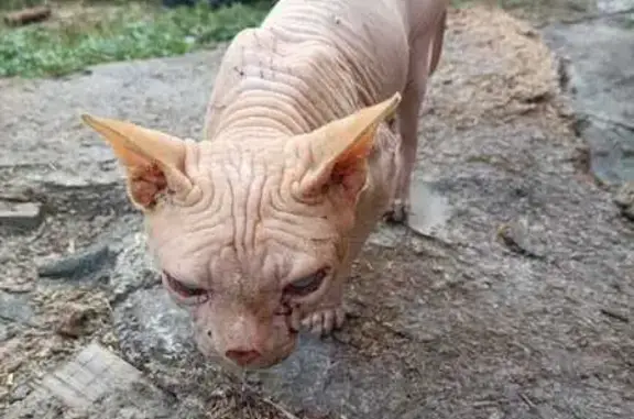 Найдена кошка, Старомышастовская, фото: Кошка нуждается в помощи, ул. Горького, 128