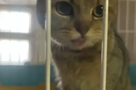 Кошка найдена: ул. Демонстрации, 2, Тула