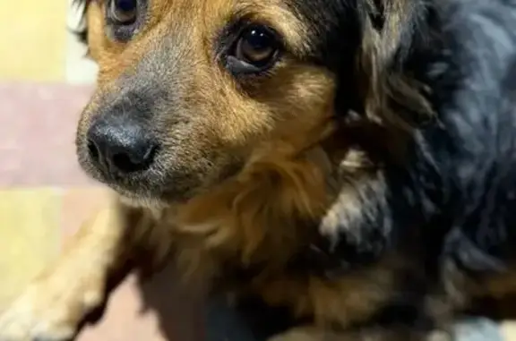 Собака найдена: Гражданская 1/2, Ставрополь