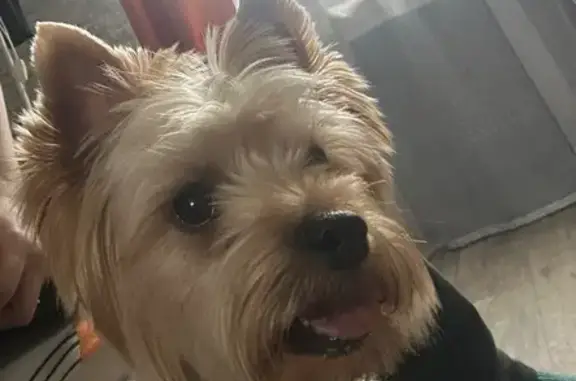 Найдена собака, Екатеринбург, фото: Найдена собака: ул. Бахчиванджи, 2Г