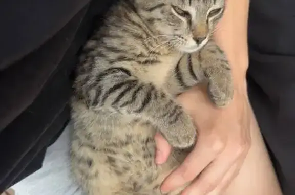 Кошка найдена, ул. Мира, 40А, Пенза