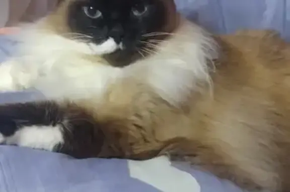 Пропала кошка, Институтская 16, Новые Дарковичи