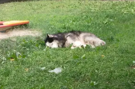 Найдена собака, Челябинск, фото: Хаски найдена на ул. Гагарина, 38А, Челябинск