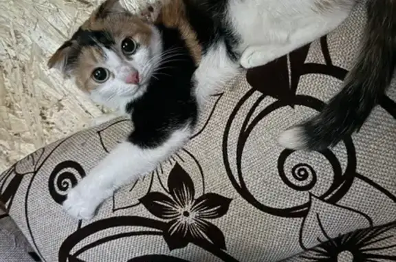 Пропала кошка Бетти, Челябинская обл.