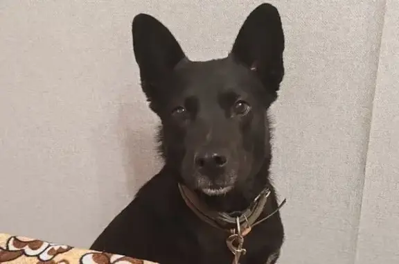 Найдена собака, Челябинск, фото: Собака найдена: Северная ул., 5, Челябинск