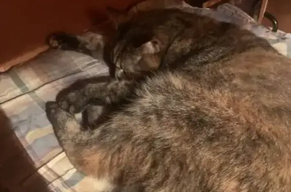 Пропала кошка, Иссадское с/п, Ленобласть