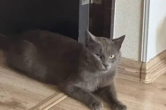 Найдена кошка, Владикавказ, фото: Кот найден на Весенней улице, Владикавказ