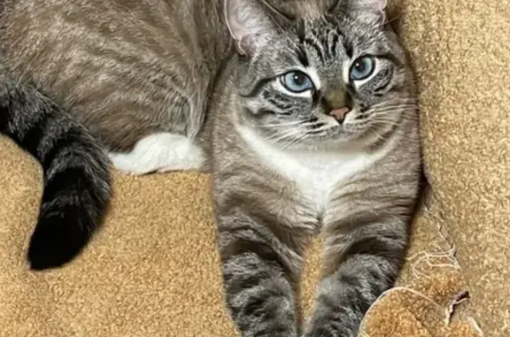 Кошки потеряшки, , фото: Потеряшка кошка, Новая ул., 32, Донской
