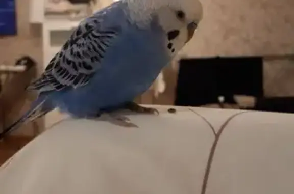 Пропала птица на Озёрной улице