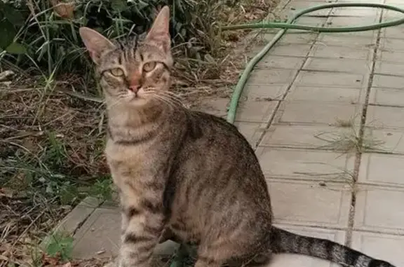 Кошка с котёнком найдена на ул. 1 Мая, 70