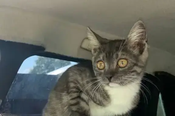 Кошки потеряшки, Собинка, фото: Потеряшка кошка, ул. Гагарина 15, Собинка