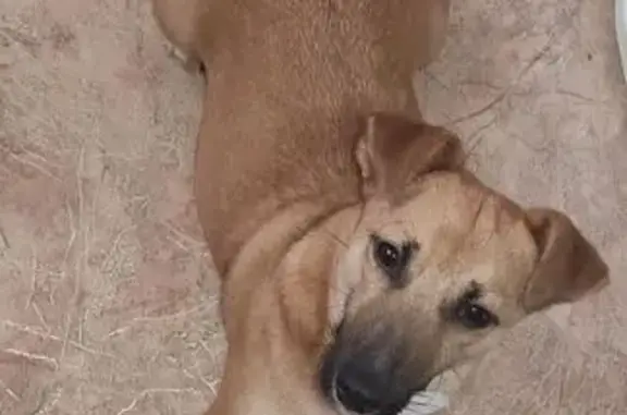 Найдена собака, Полевской, фото: Собака найдена: ул. Р. Люксембург, 97