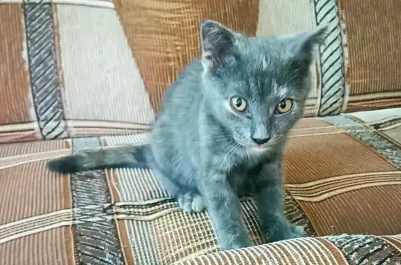 Найдена кошка, Сальск, фото: Кошка найдена: Московская ул., 4, Сальск