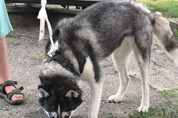 Найдена собака, Ставрополь, фото: Хаски найдена: Черниговская 4/1, Ставрополь