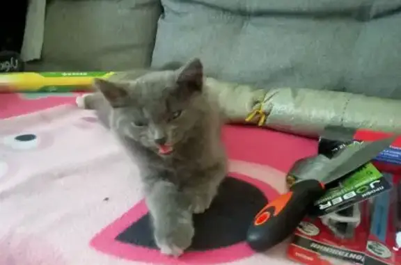 Найдена кошка, Вологда, фото: Кошка найдена: Вологда, Первомайская 23