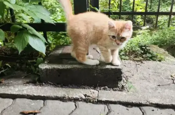 Кошка найдена: ул. Чайковского, 11, Калининград