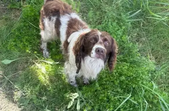 Собака найдена: Р-208, Тамбовская обл.